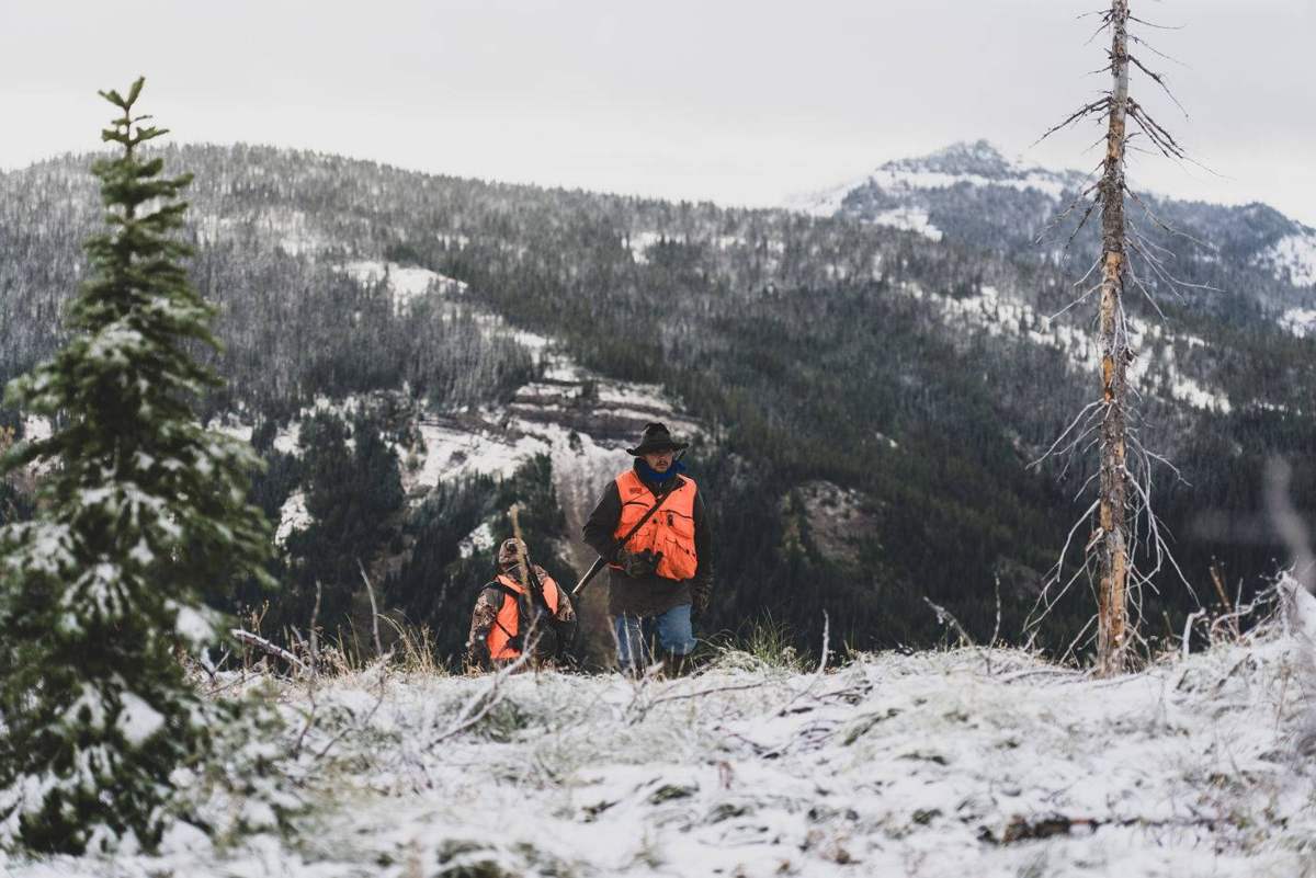 Mountain lion treed by hounds in Montana