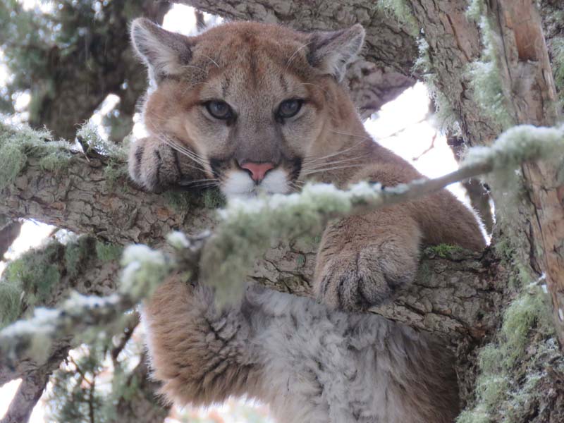 Mountain Lion Guide and Outfitter
