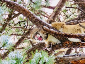 Mountain Lion Guide and Outfitter